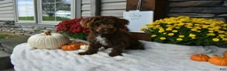 Cavapoo dogs for sale: Rocky  - Ad 6
