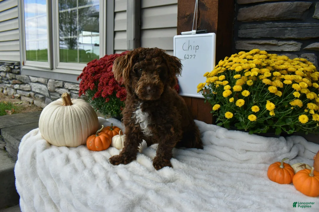 Cavapoo dogs for sale: Rocky  - Ad 6
