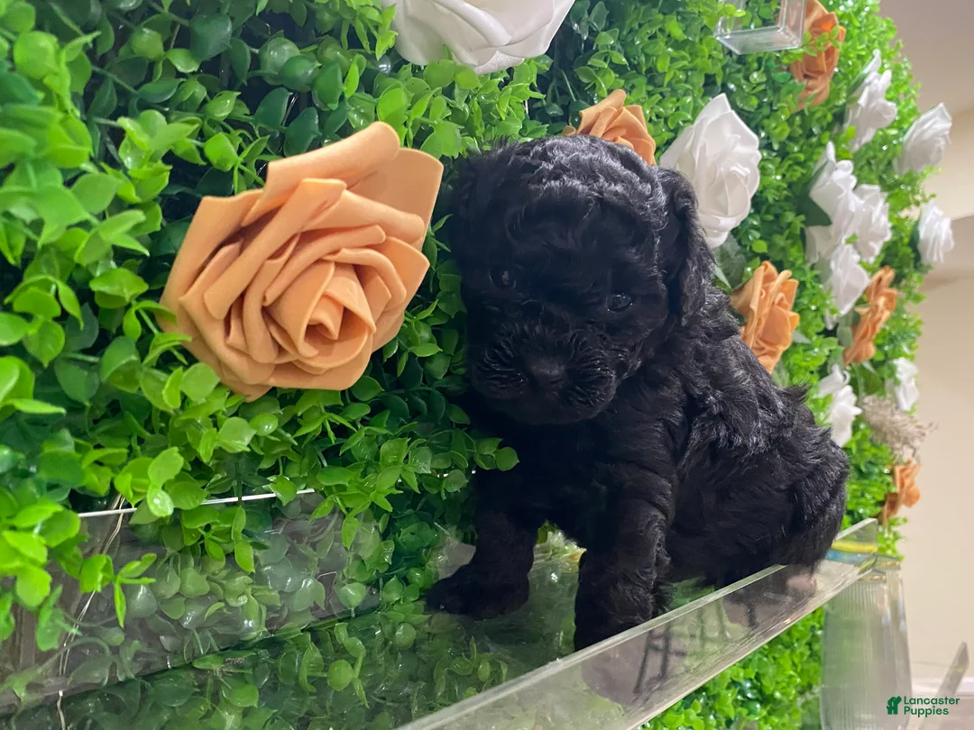 Toy Poodle dogs for sale: Toy Poodle Puppy 1 - Ad 1