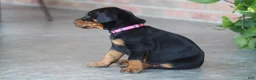 Doberman Pinscher dogs for sale: Sadie - Ad 5