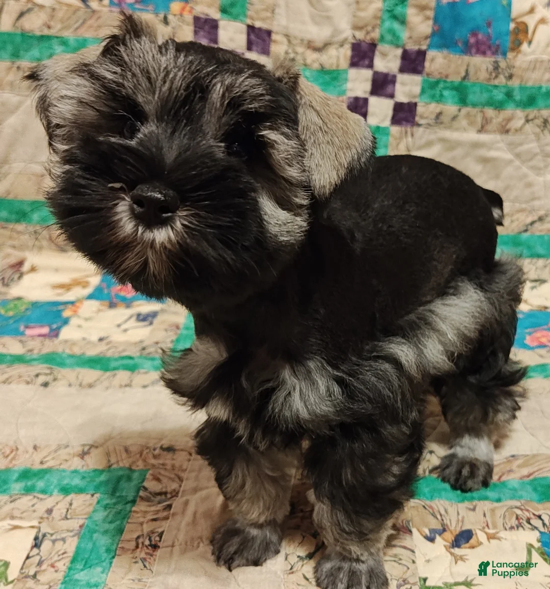Miniature Schnauzer dogs for sale: Girl 3 - Ad 2