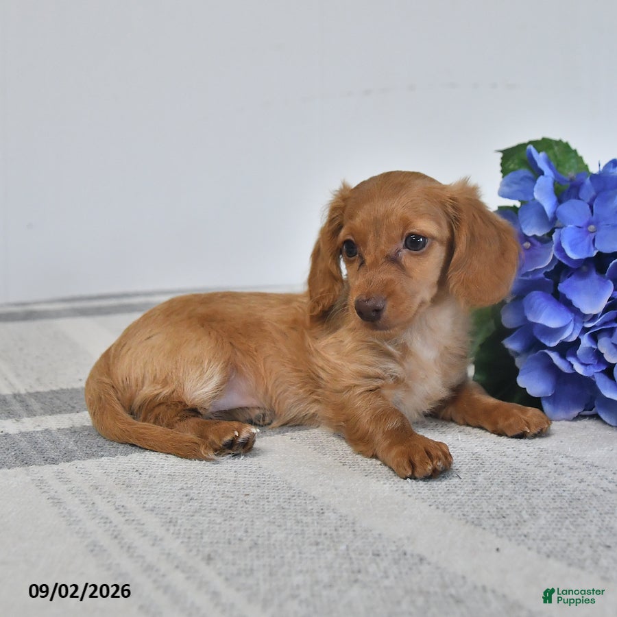 Miniature Dachshund dogs Tiana - Ad 2