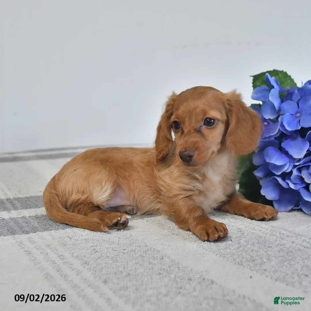 Miniature Dachshund dogs for sale: Tiana - Ad 2