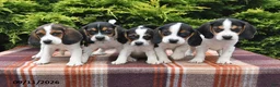 Beagle dogs for sale: Brody - Ad 3