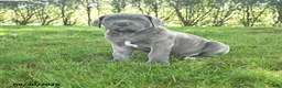 Cane Corso dogs for sale: Ringman - Ad 1
