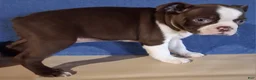 Boston Terrier dogs for sale: Isla - Ad 3