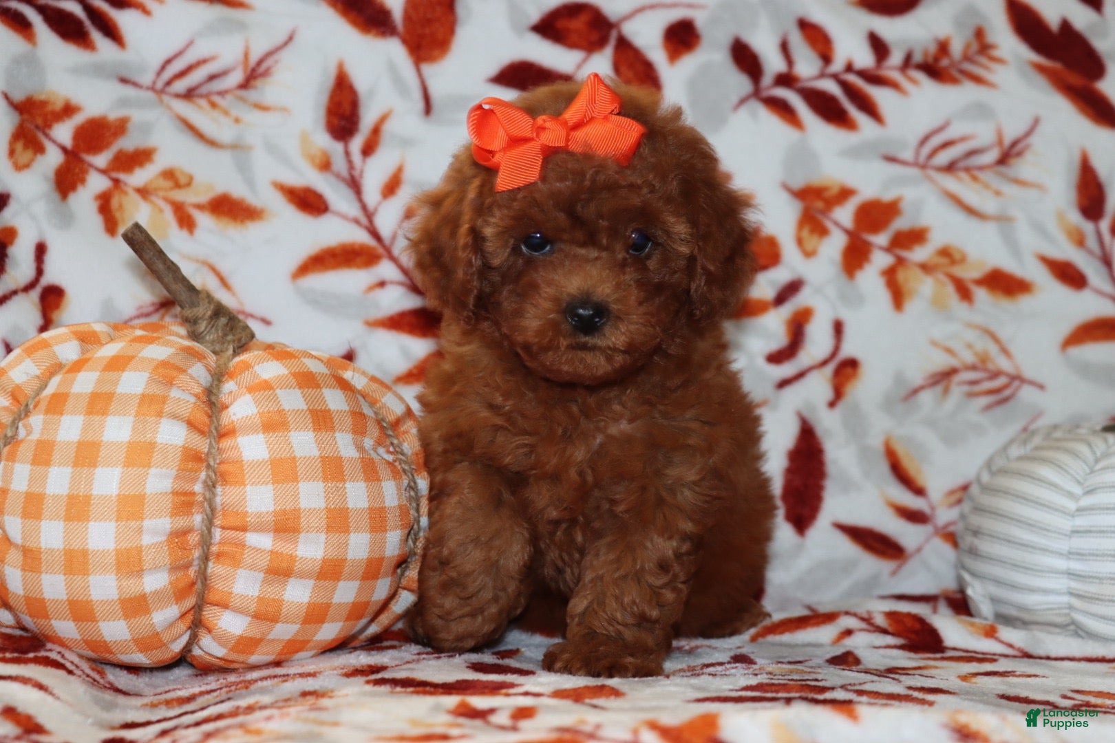 Toy Poodle dogs Poppy  - Ad 1
