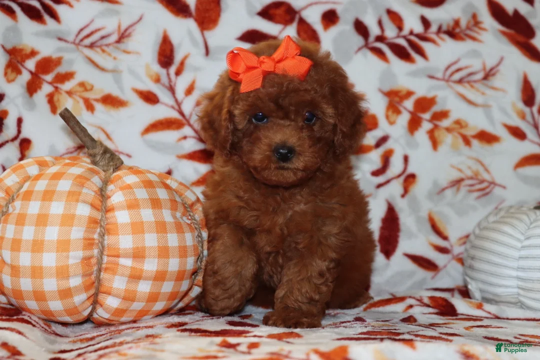 Toy Poodle dogs for sale: Poppy  - Ad 1