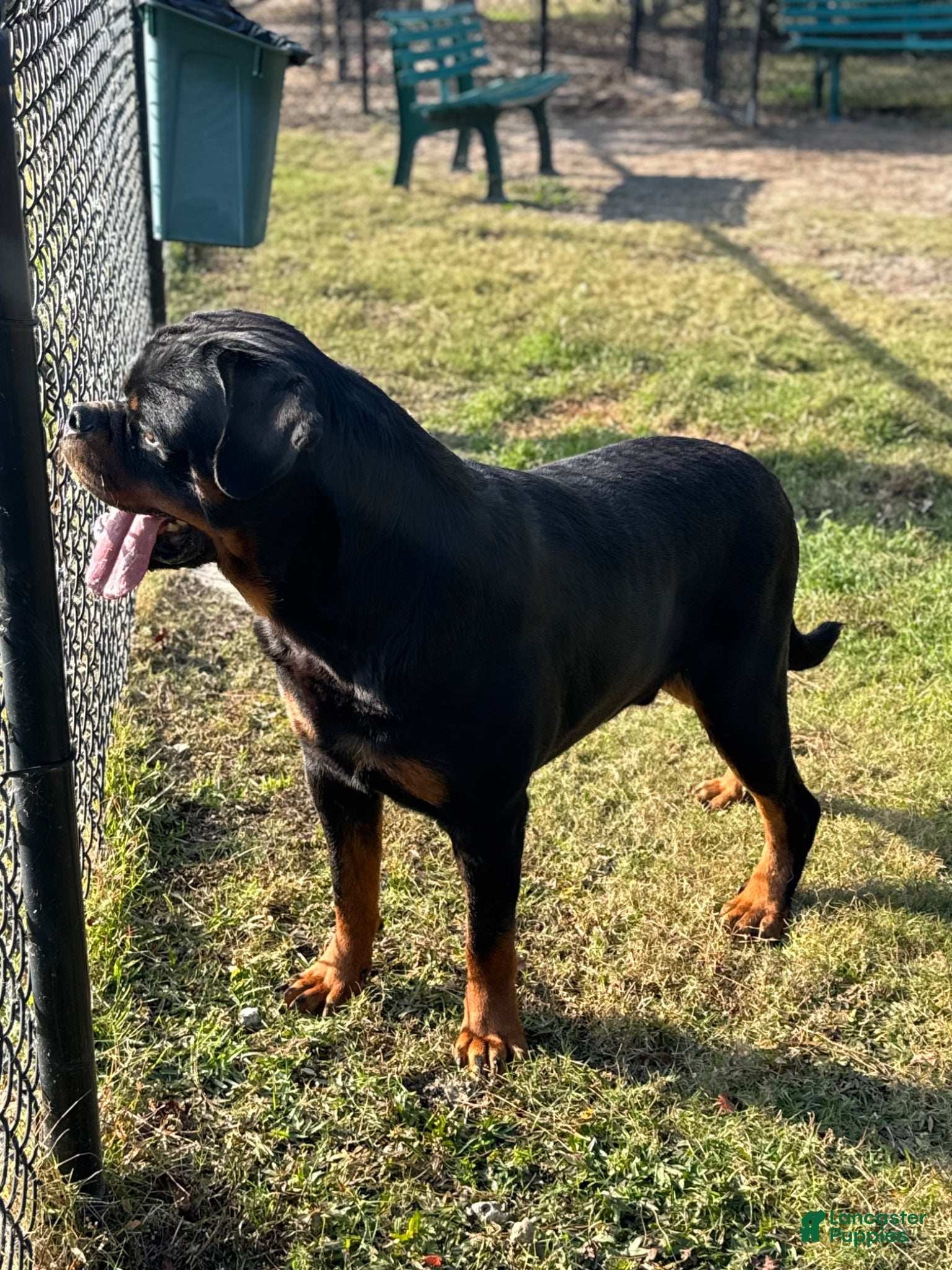 Rottweiler dogs for sale: Rottweiler Puppy 1 - Ad 8