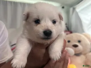 American Eskimo dogs American Eskimo Puppy 6 - Ad 3