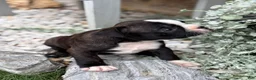 Boston Terrier dogs for sale: Keeth - Ad 14