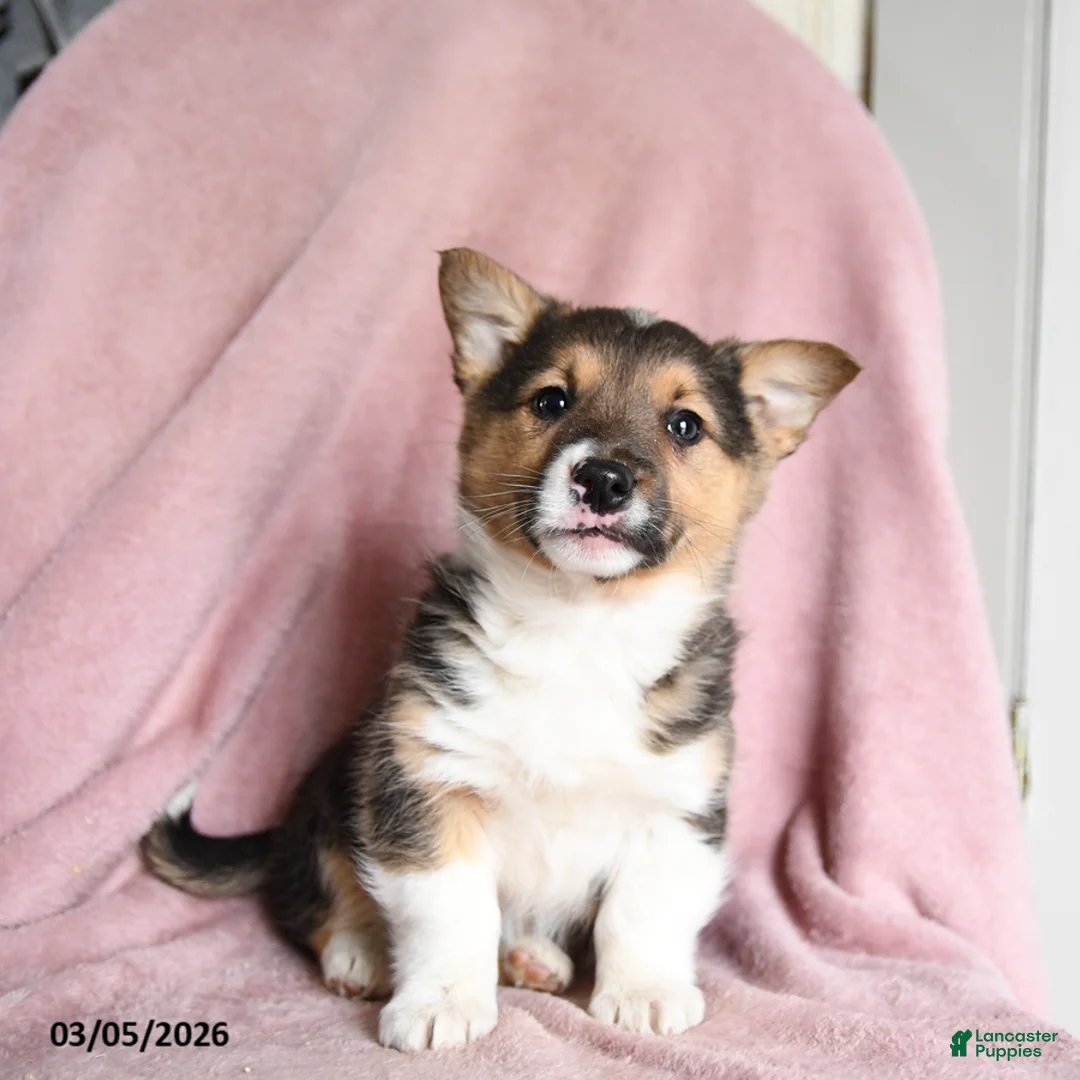 Mixed Breed dogs for sale: Coffee - Ad 2