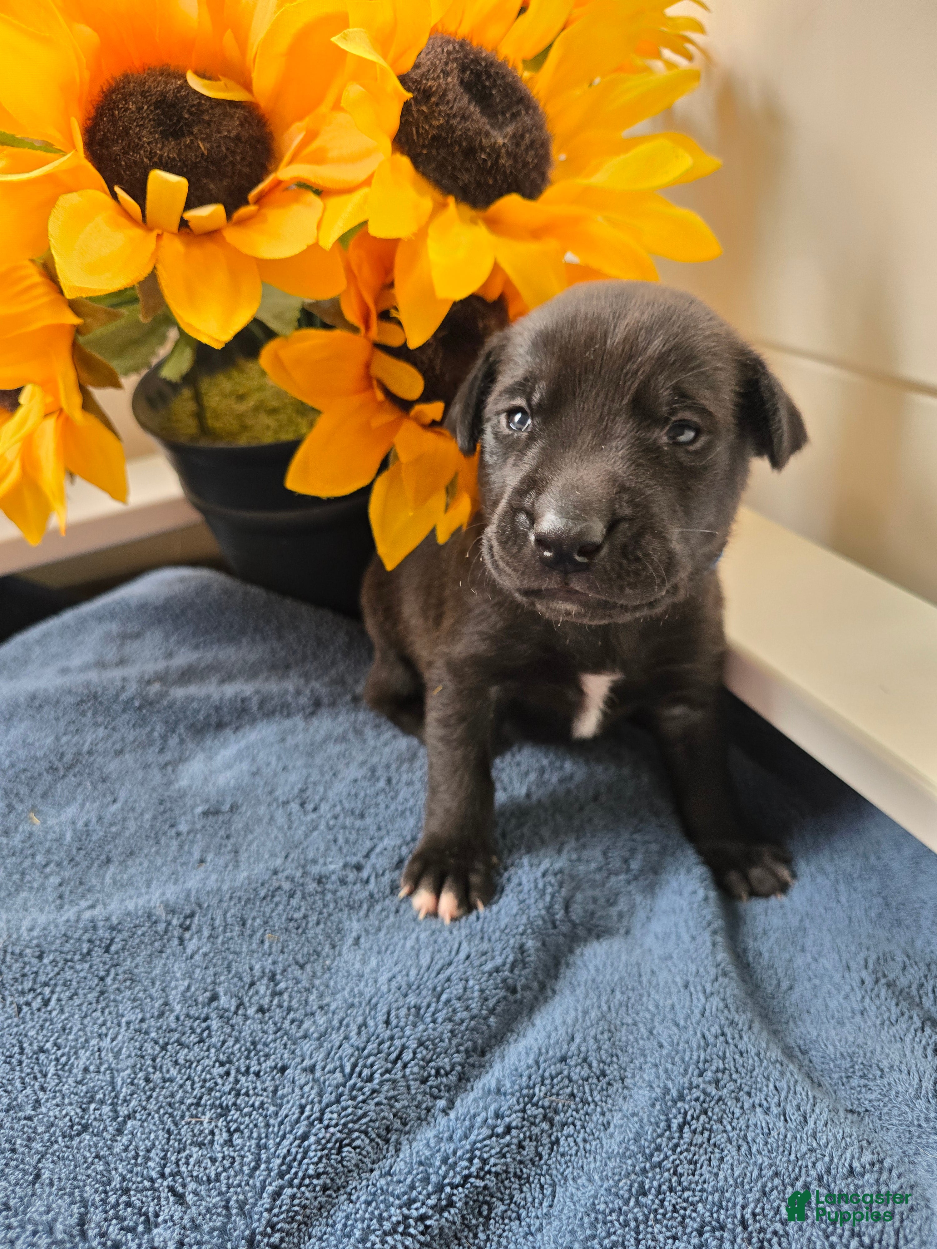Mixed Breed dogs Zazu (dark blue collar) - Ad 1