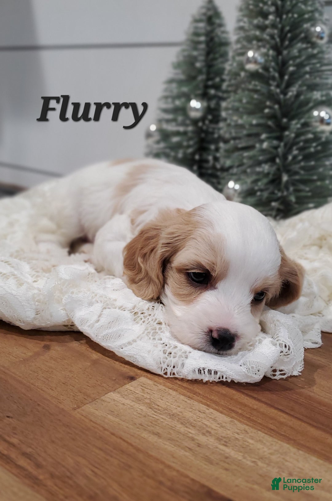 Cavapoo dogs for sale: Flurry  - Ad 1