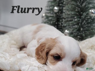 Cavapoo dogs Flurry - Ad 36