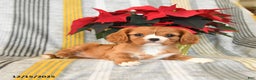 Cavalier King Charles Spaniel dogs for sale: Cuddles - Ad 4