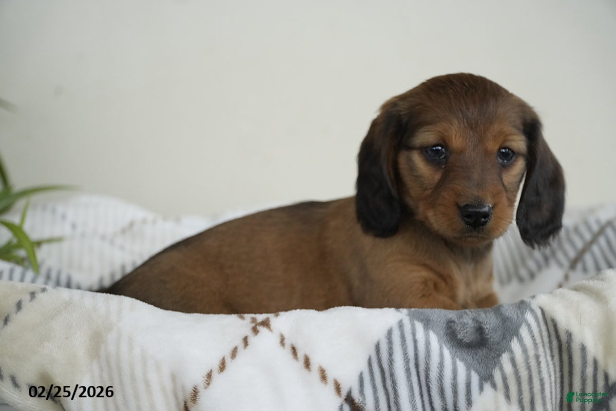 Miniature Dachshund dogs Abigail - Ad 2