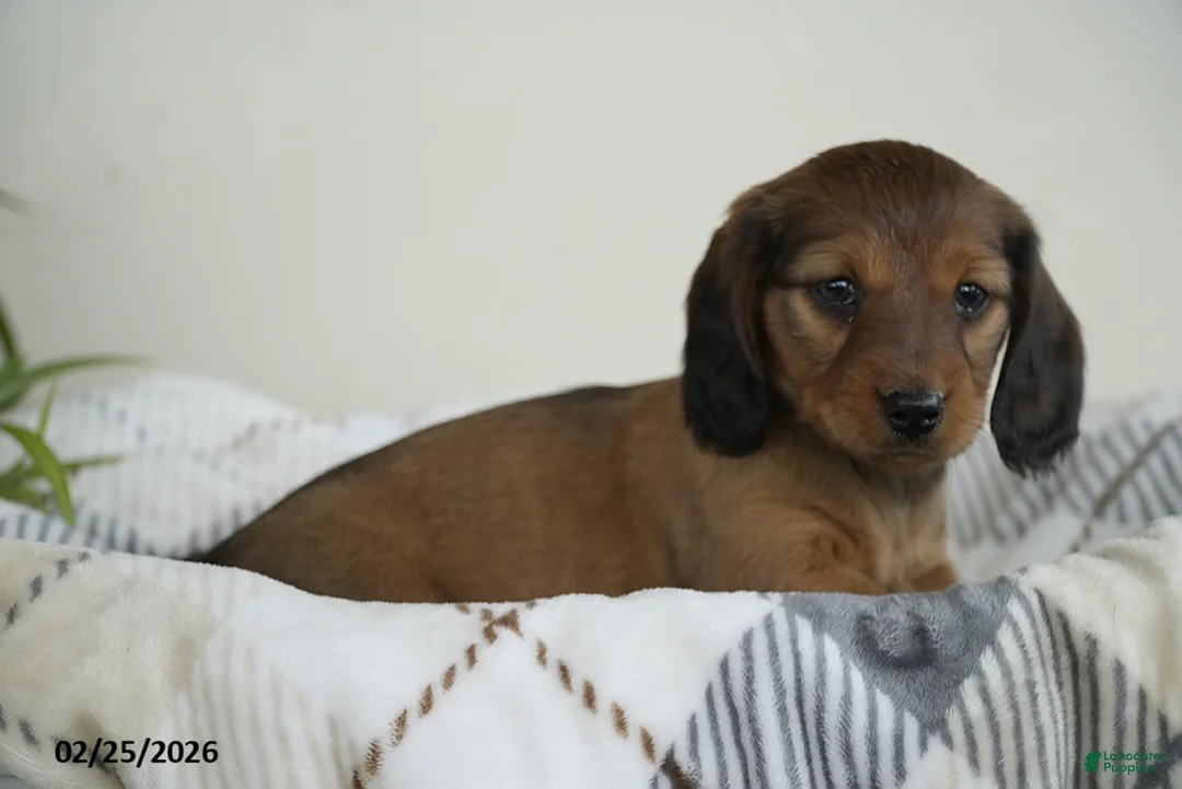 Miniature Dachshund dogs for sale: Abigail - Ad 2