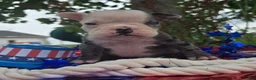 Olde English Bulldogge dogs for sale: Rocky - Ad 8
