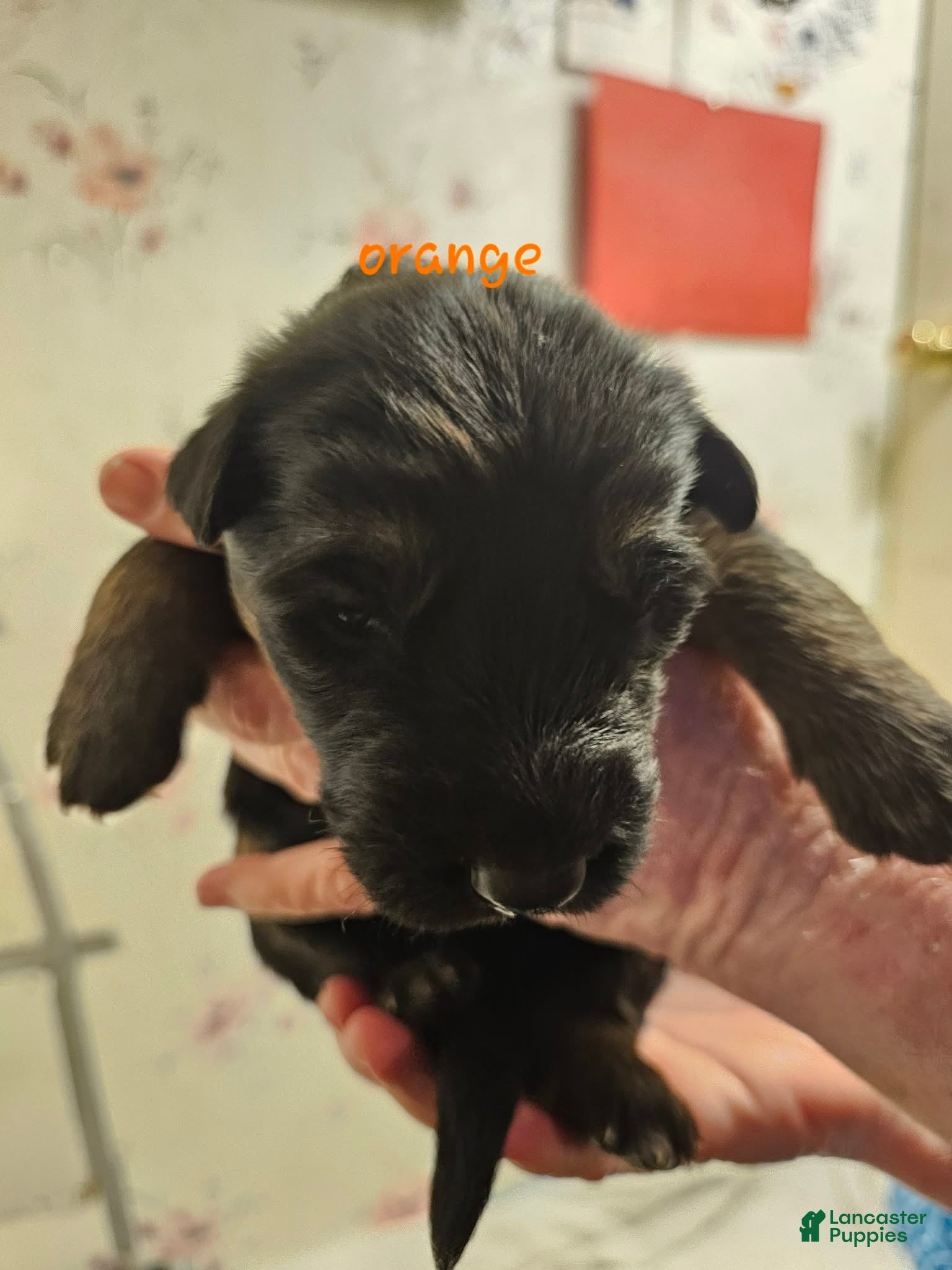 German Shepherd dogs Orange Collar Male - Ad 2
