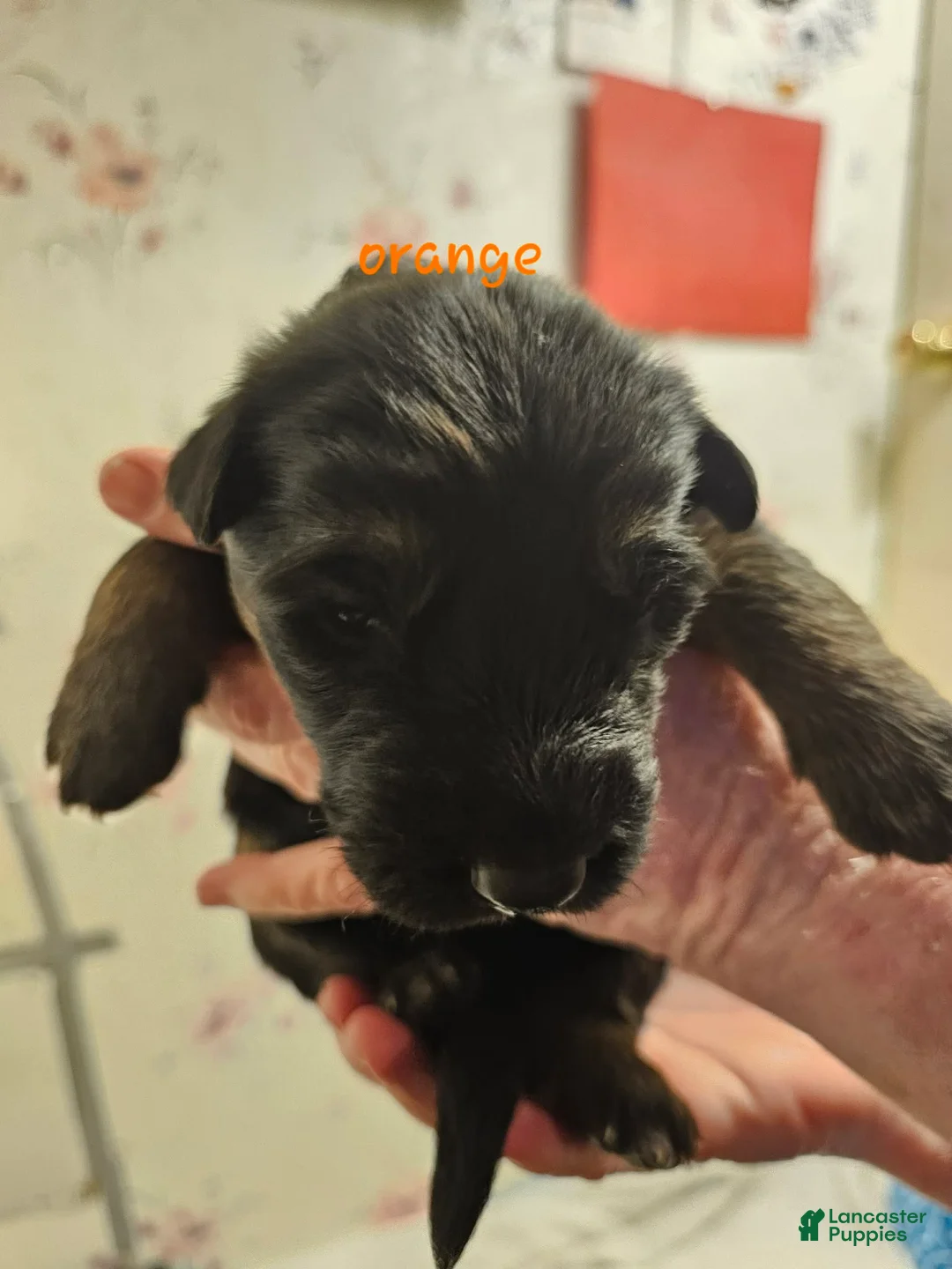 German Shepherd dogs for sale: Orange Collar Male - Ad 1