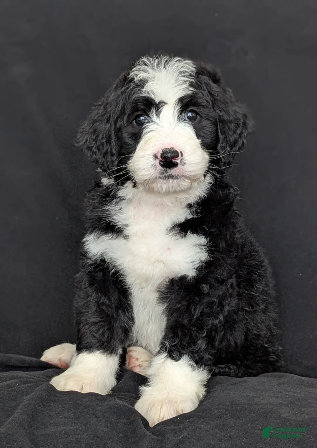 Bernedoodle dogs for sale: Nova - Ad 1
