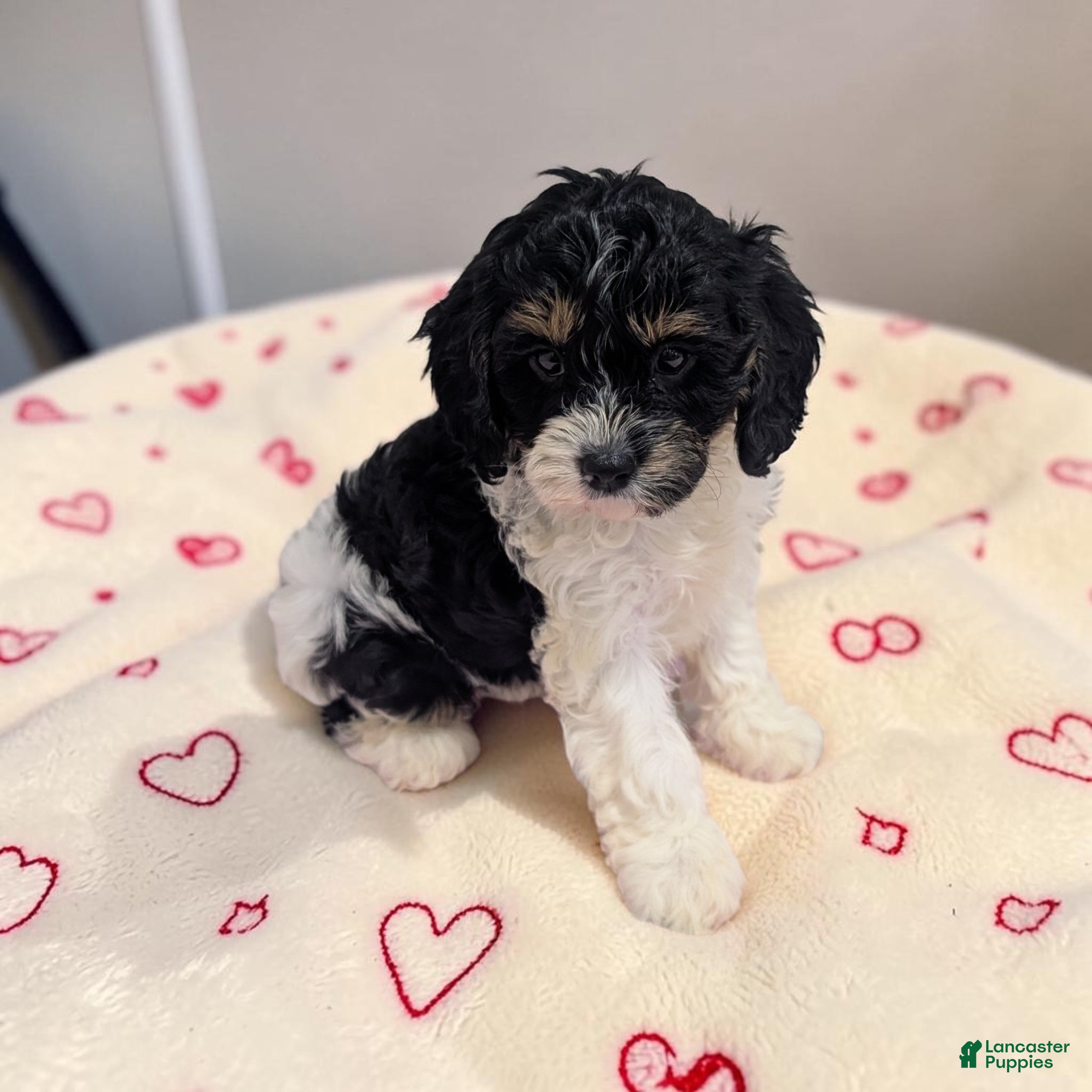 Cavapoo dogs Clover - Ad 2