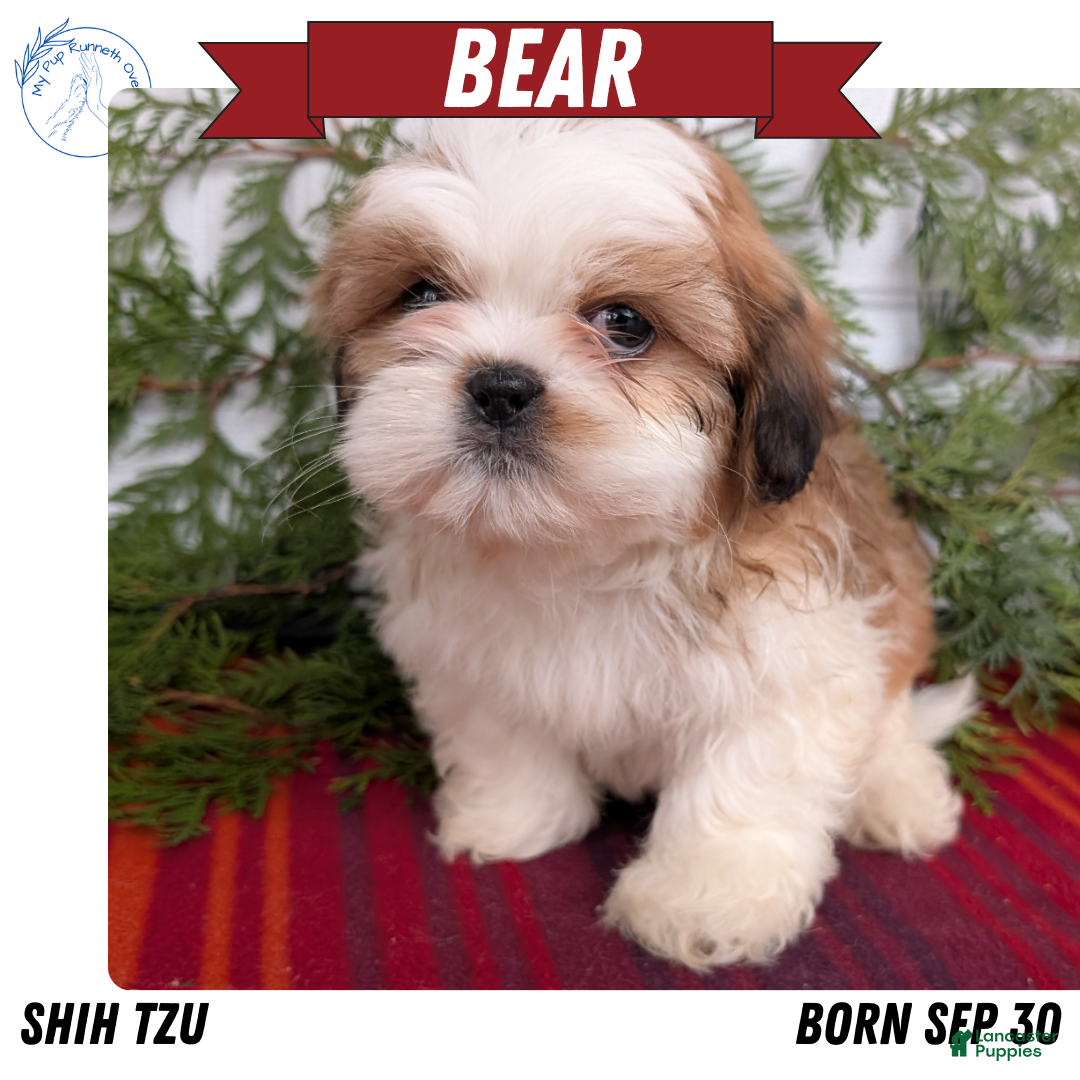 Shih Tzu dogs for sale: Bear - Ad 1