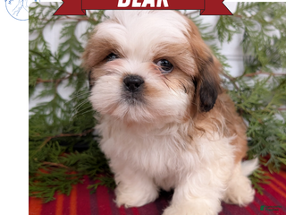 Shih Tzu dogs Bear - Ad 4
