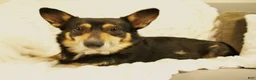 Welsh Corgi Pembroke dogs for sale: Dolly - Ad 9