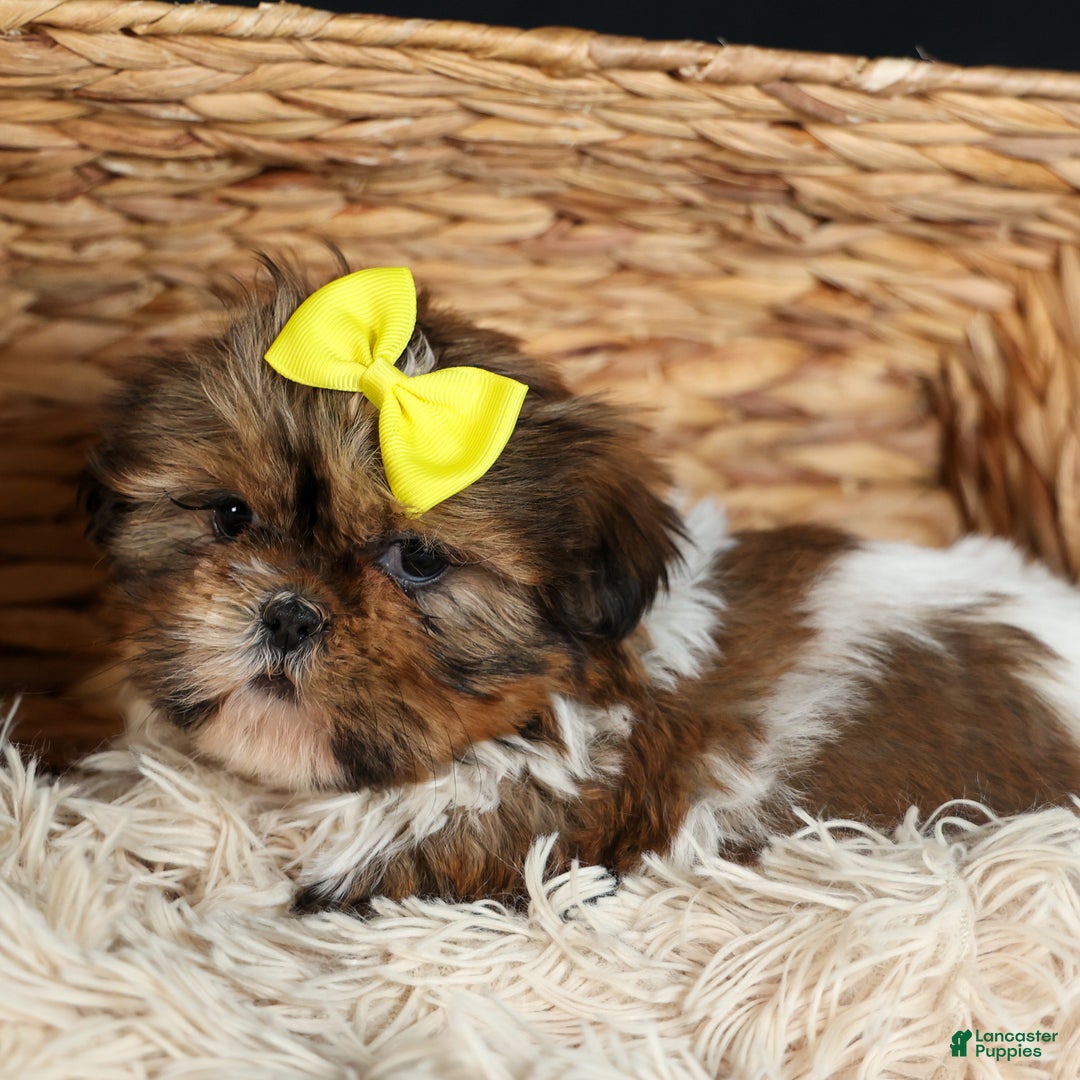 Shih Tzu dogs for sale: RHODA - Ad 11