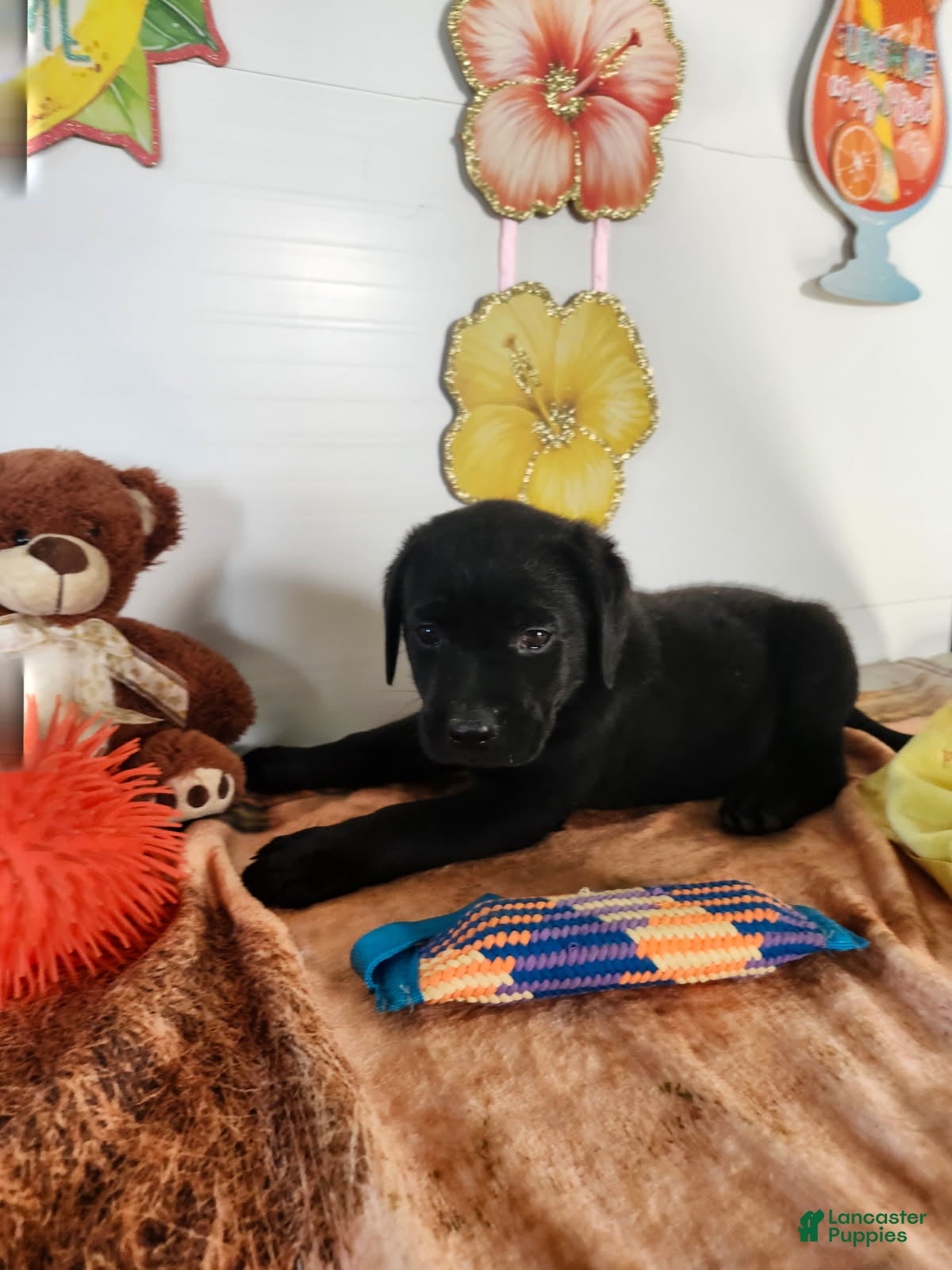 Labrador Retriever dogs Rasal - Ad 1