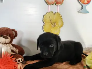 Labrador Retriever dogs for sale: Rasal - Ad 3