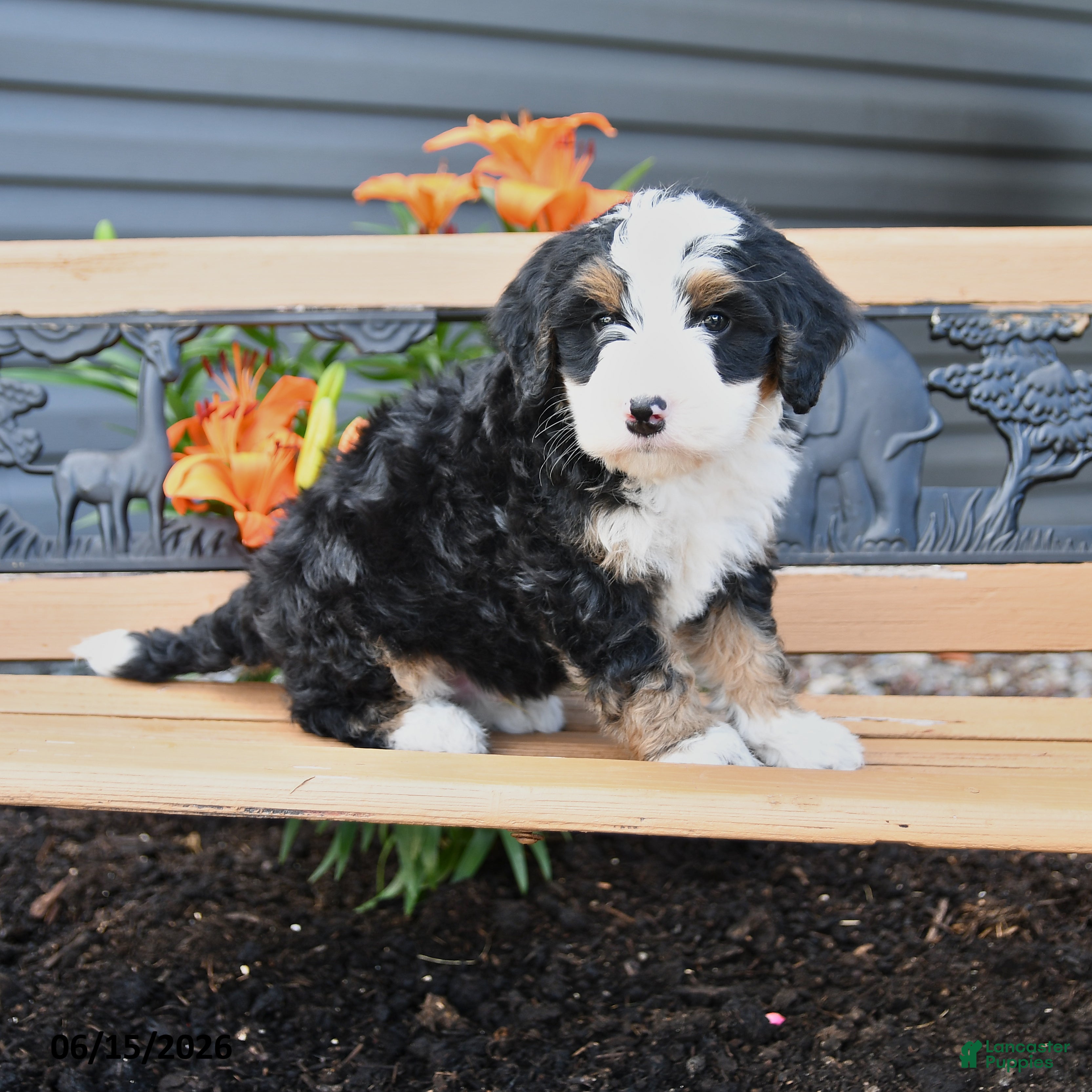 Bernedoodle dogs Maverick - Ad 1