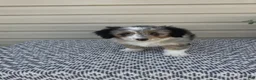 Mini Aussiedoodle dogs for sale: Lily - Ad 6