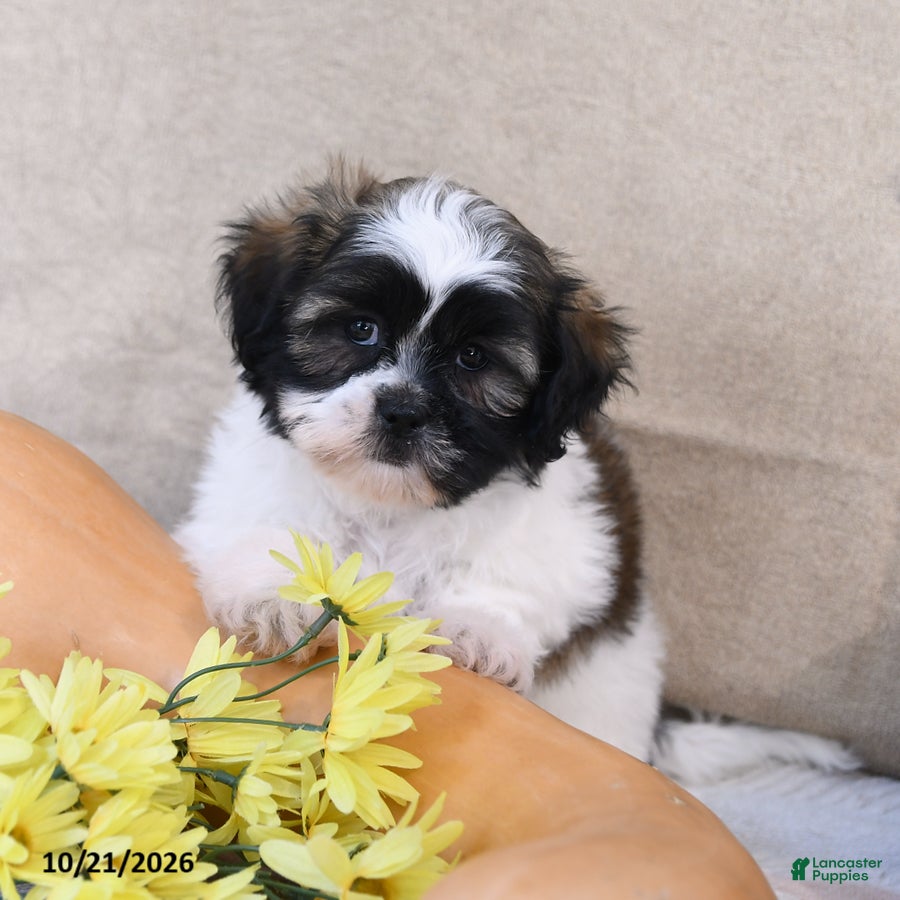 Shih Tzu dogs for sale: Snickers - Ad 2