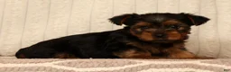 Yorkshire Terrier dogs for sale: Lucy - Ad 9