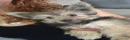 Yorkshire Terrier dogs for sale: Yorkshire Terrier Puppy - Ad 3