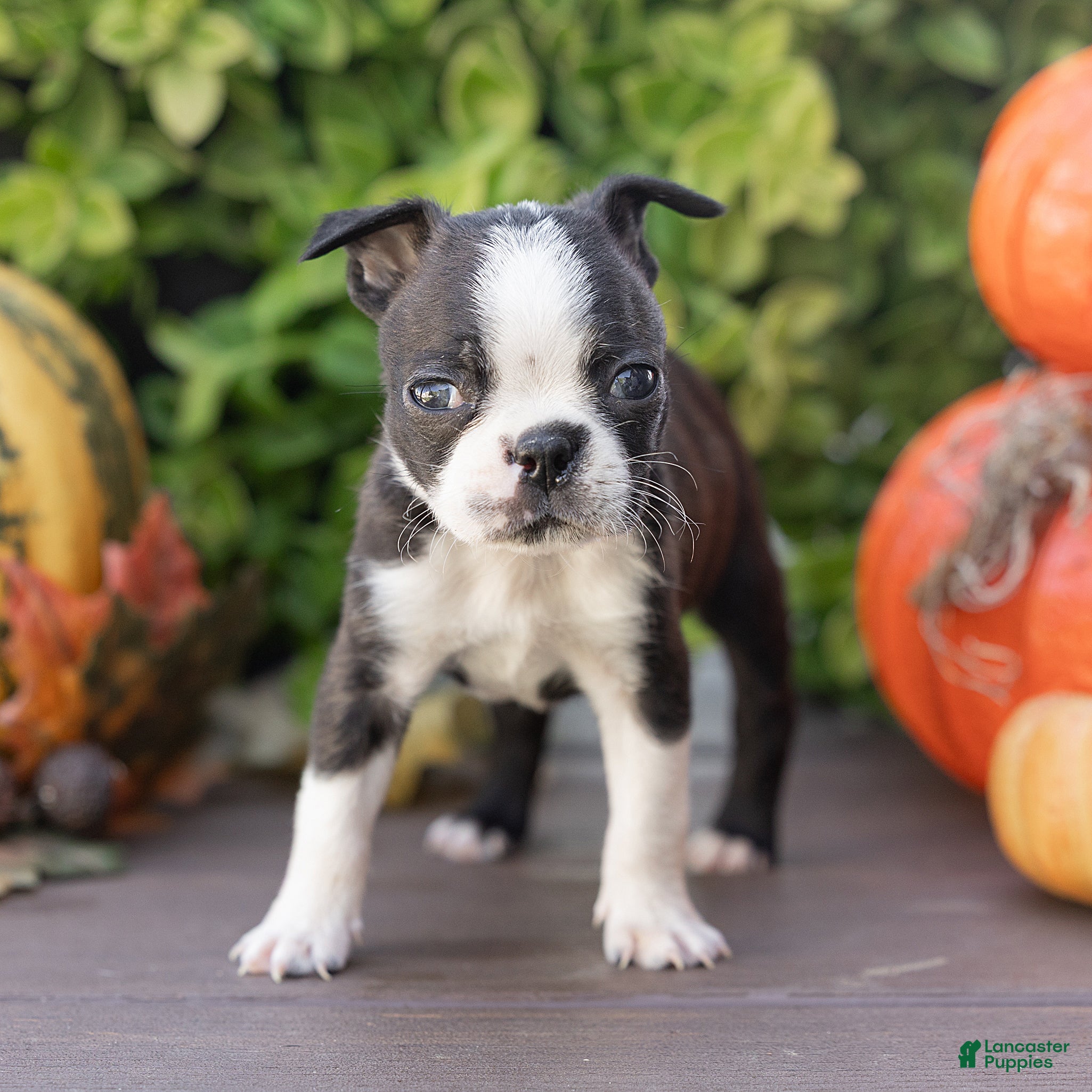 Boston Terrier