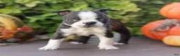 Boston Terrier dogs for sale: Cassie Boston Terrier  - Ad 5