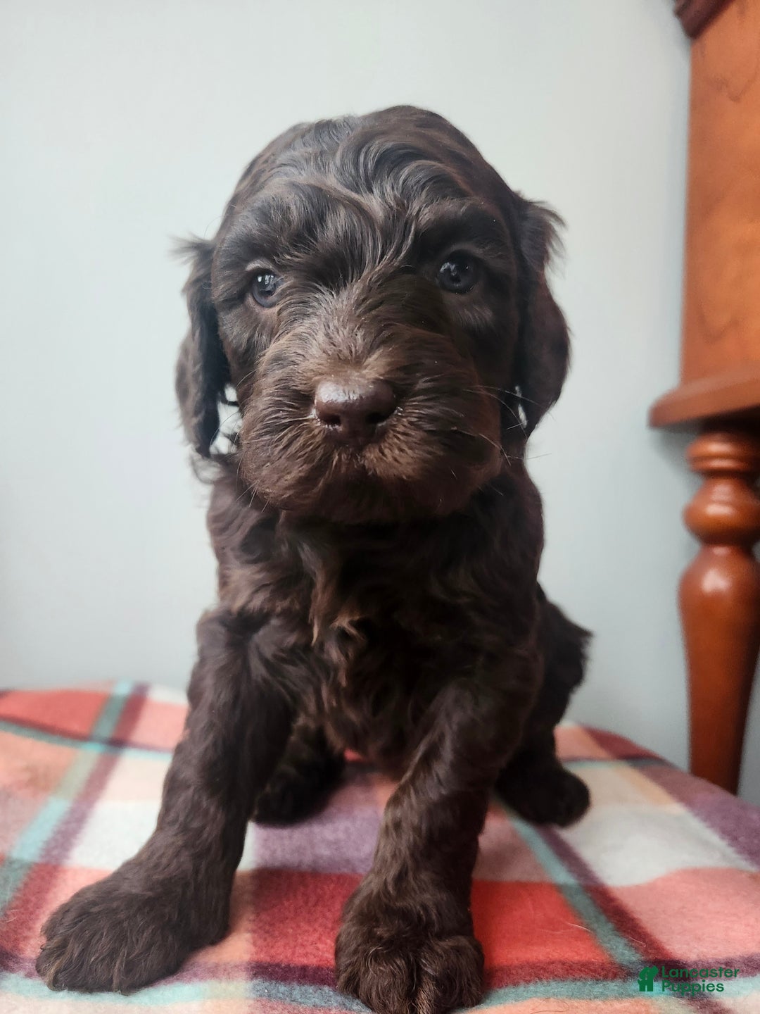 Labradoodle dogs for sale: Holly - Ad 1