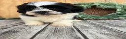 Teddy Bear dogs for sale: Lucas - Ad 17