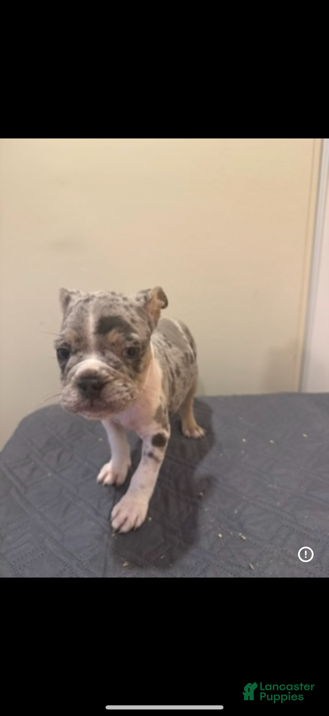 Mixed Breed dogs for sale: Mixed Breed Puppy 3 - Ad 4