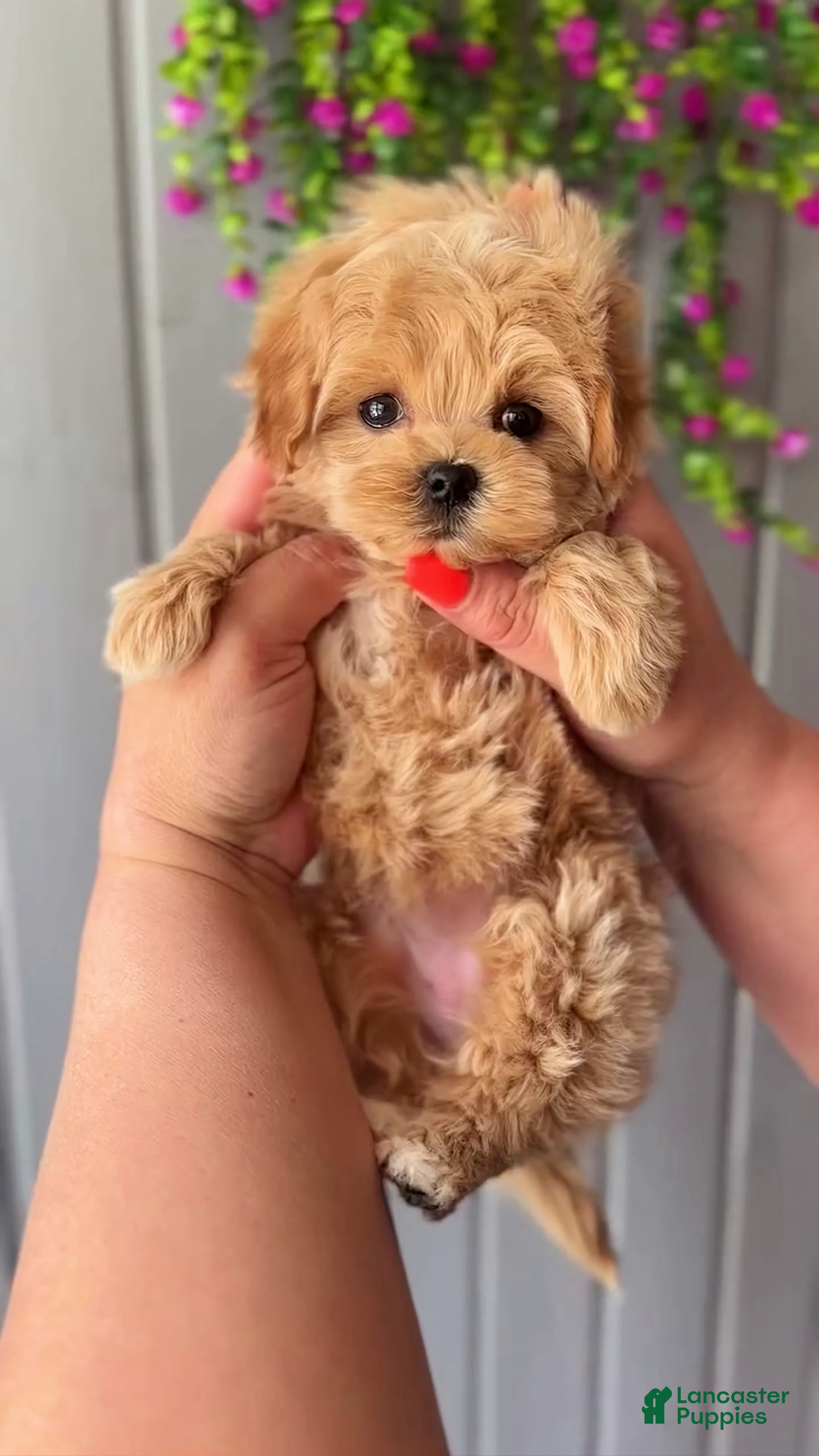 Maltipoo dogs Judy - Ad 2