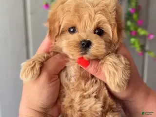 Maltipoo dogs Judy - Ad 2