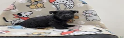 Scottish Terrier dogs for sale: Violet - Ad 1