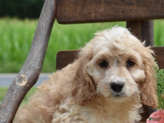 Cockapoo dogs - Ad 12