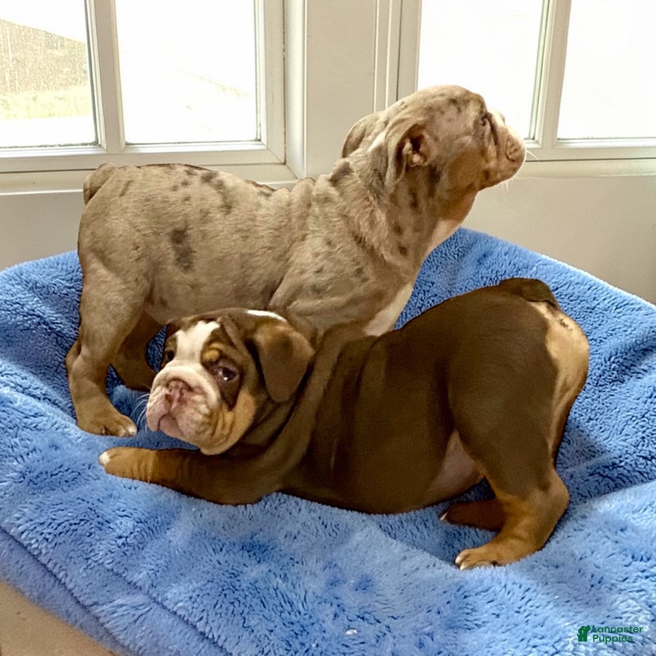 English Bulldog dogs Loverboy - Ad 1