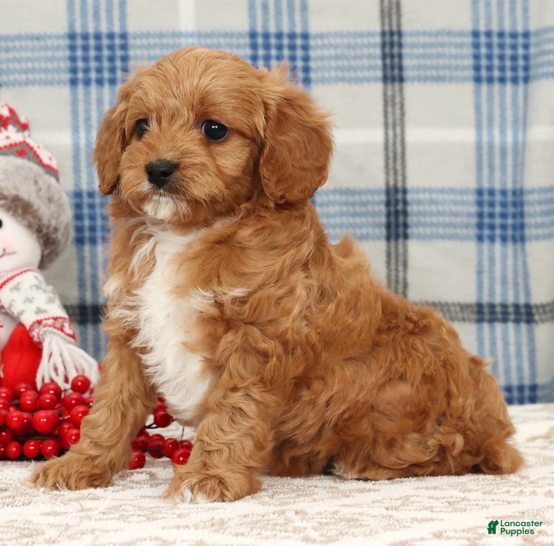 Cavapoo dogs for sale: Johnny - Ad 4