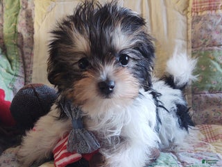 Yorkiepoo dogs Little Lugnut - Ad 11